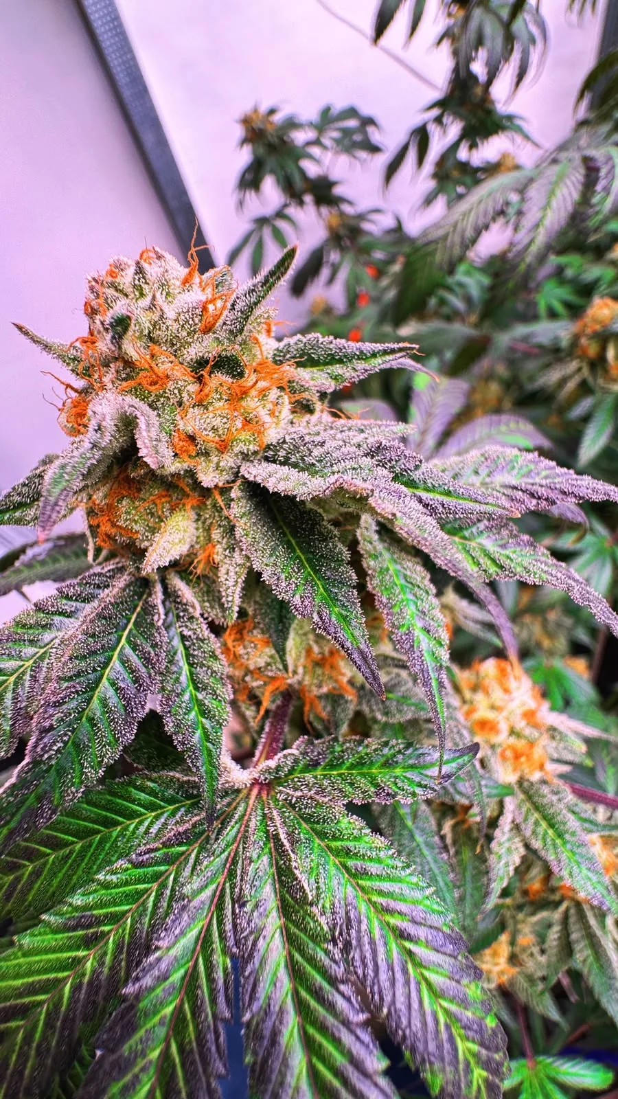 Primer plano de una planta de cannabis