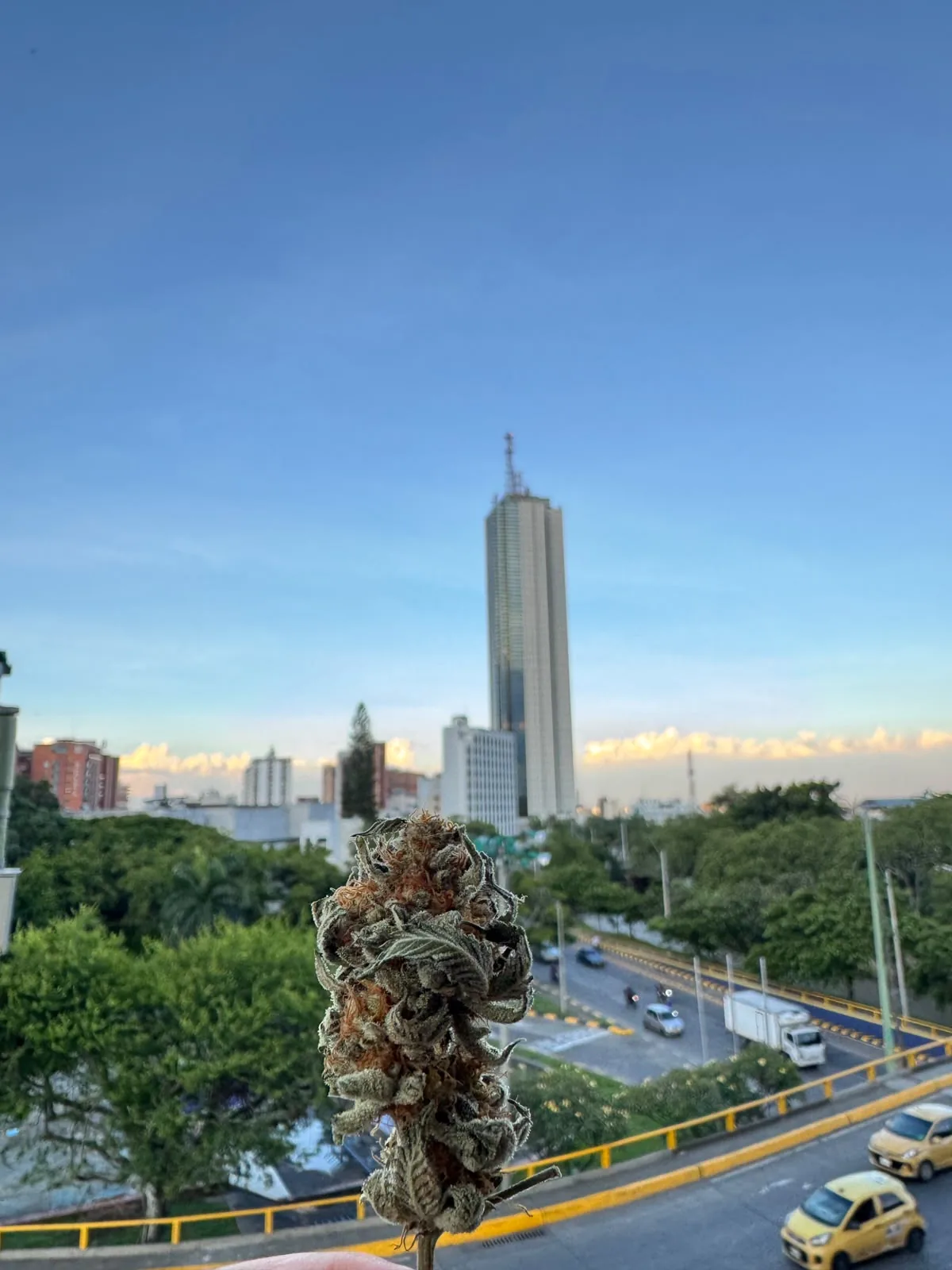 Primer plano de una flor de cannabis con la ciudad de Cali al fondo