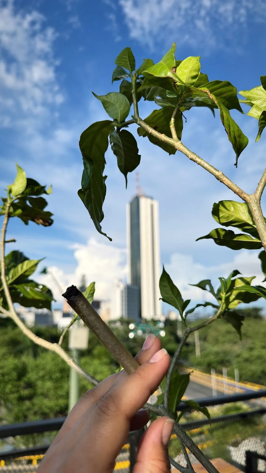 Vegetación de la terraza con la ciudad al fondo